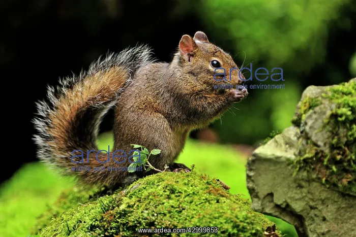 : Pallas's Squirrel / Red-bellied Tree Squirrel : Pallas's Squirrel / Red-bellied Tree Squirrel