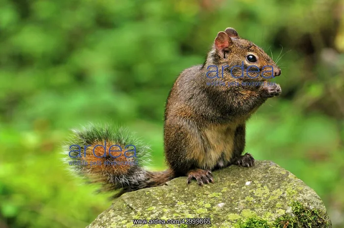 : Pallas's Squirrel / Red-bellied Tree Squirrel : Pallas's Squirrel / Red-bellied Tree Squirrel