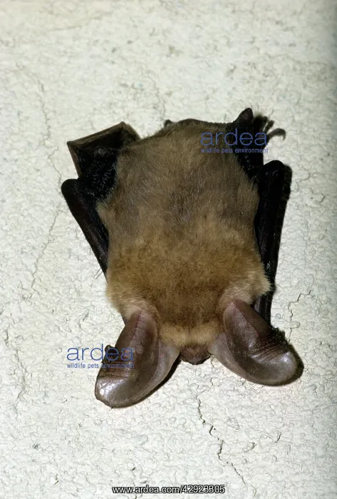  : PALLID BAT