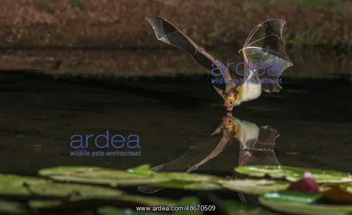 : Pallid bat comes into a small pond for a drink : Pallid bat comes into a small pond for a drink