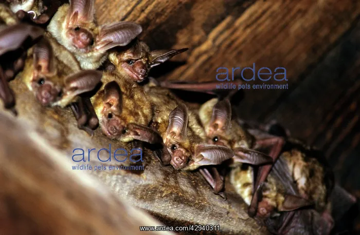 : PALLID BATS - C / U OF COLONY : PALLID BATS - C / U OF COLONY