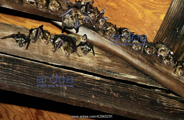 : PALLID BATS - COLONY IN ROOF : PALLID BATS - COLONY IN ROOF
