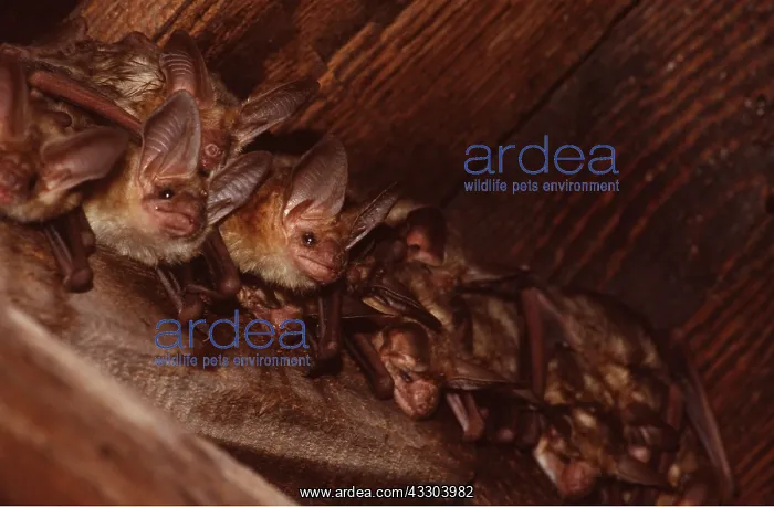 : PALLID BATS - group roosting : PALLID BATS - group roosting
