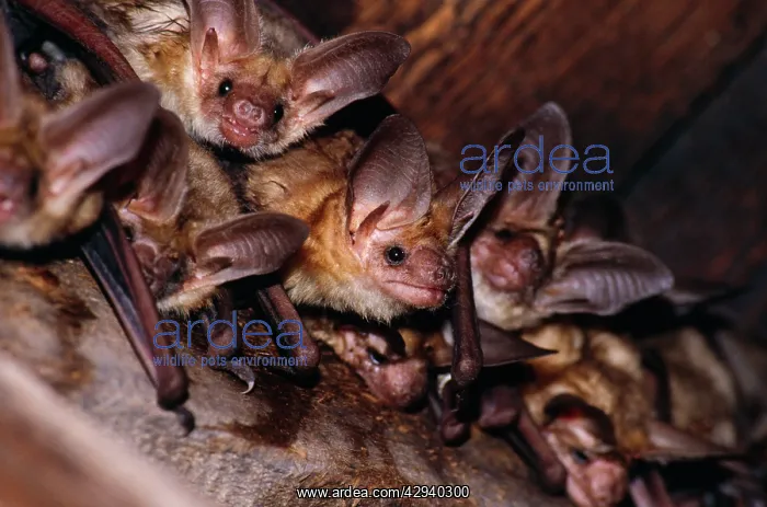 : Pallid BATS - roosting in roof space : Pallid BATS - roosting in roof space