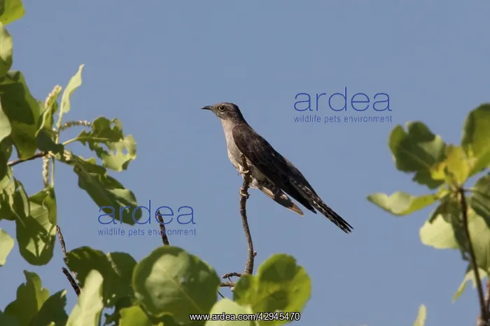 : Pallid Cuckoo : Pallid Cuckoo