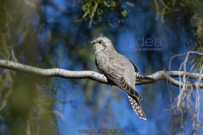 : Pallid Cuckoo - Olive Pink Botanic Gardens : Pallid Cuckoo - Olive Pink Botanic Gardens