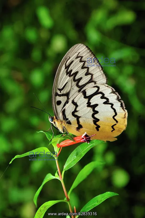 : Pallid Faun - Cameron Highlands : Pallid Faun - Cameron Highlands