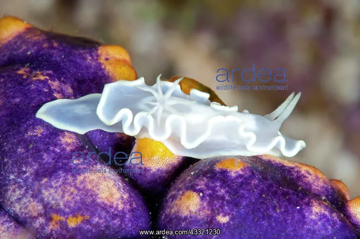 : Pallid Glossodoris Nudibranch : Pallid Glossodoris Nudibranch