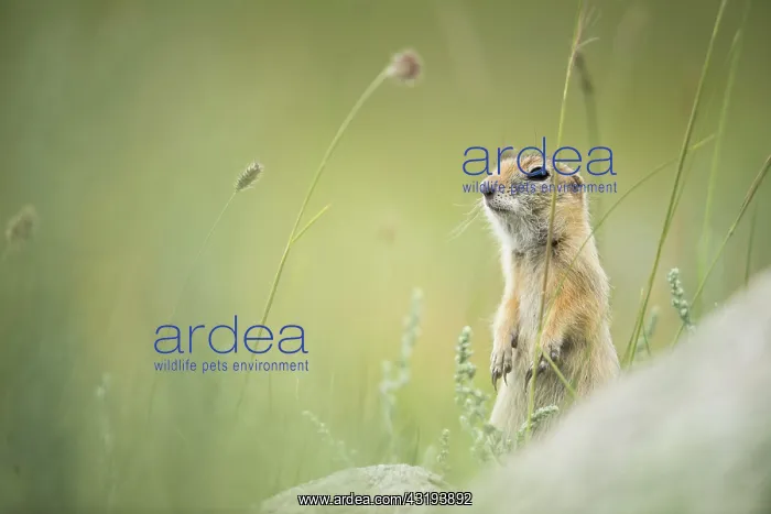 : Pallid ground squirrel (Spermophilus pallidicauda) : Pallid ground squirrel (Spermophilus pallidicauda)