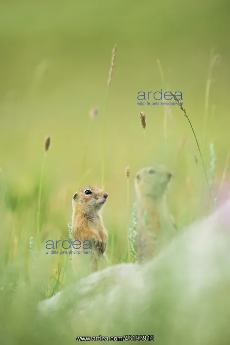 : Pallid ground squirrel (Spermophilus pallidicauda) : Pallid ground squirrel (Spermophilus pallidicauda)