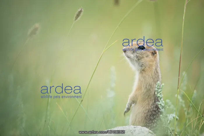 : Pallid ground squirrel (Spermophilus pallidicauda) : Pallid ground squirrel (Spermophilus pallidicauda)
