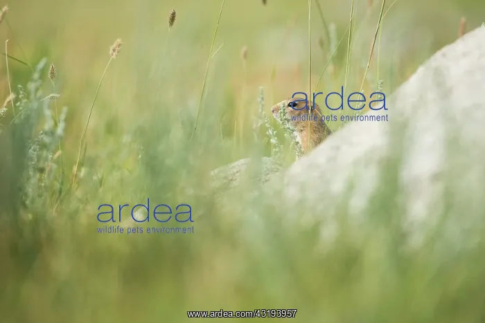 : Pallid ground squirrel (Spermophilus pallidicauda) : Pallid ground squirrel (Spermophilus pallidicauda)