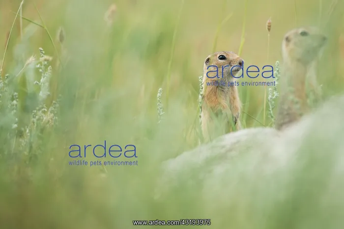 : Pallid ground squirrel (Spermophilus pallidicauda) : Pallid ground squirrel (Spermophilus pallidicauda)