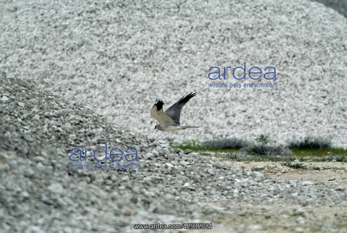 : Pallid Harrier - Adult male in flight : Pallid Harrier - Adult male in flight