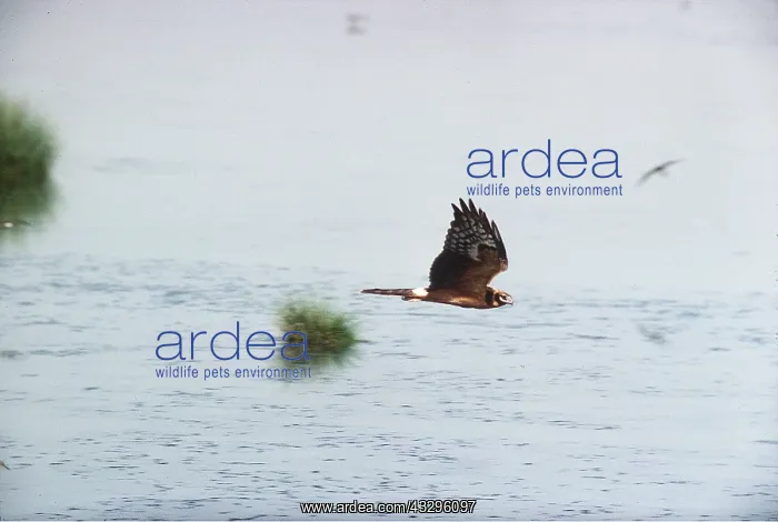 : PALLID HARRIER - IN FLIGHT : PALLID HARRIER - IN FLIGHT