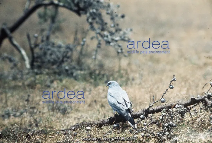 : PALLID HARRIER - male : PALLID HARRIER - male
