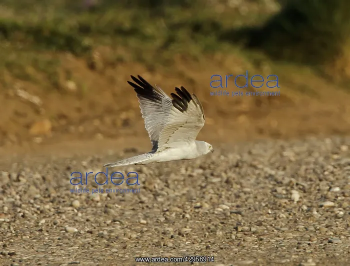 : Pallid Harrier - male in flight : Pallid Harrier - male in flight