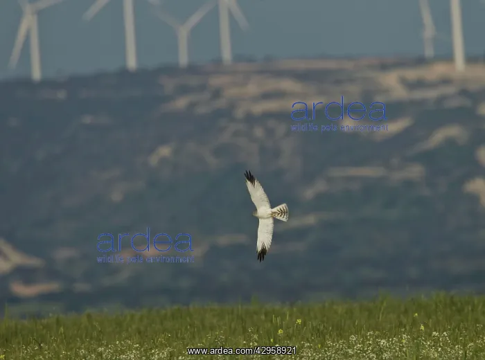  : Pallid Harrier - male in flight