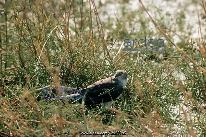 : PALLID HARRIER - perched : PALLID HARRIER - perched