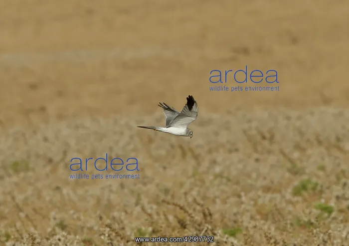 : Pallid / Pale Harrier - male in flight late on : Pallid / Pale Harrier - male in flight late on