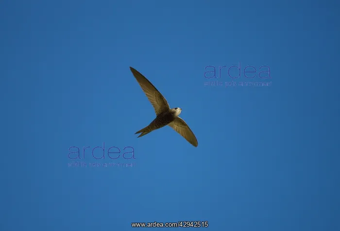 : Pallid Swift : Pallid Swift