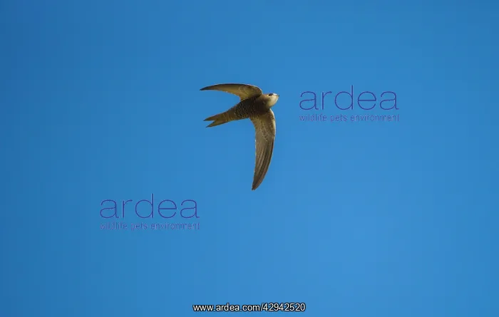 : Pallid Swift : Pallid Swift