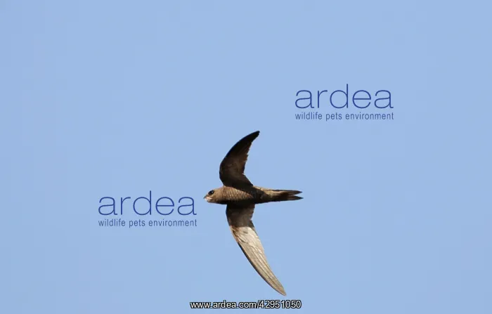 : Pallid Swift - in flight : Pallid Swift - in flight
