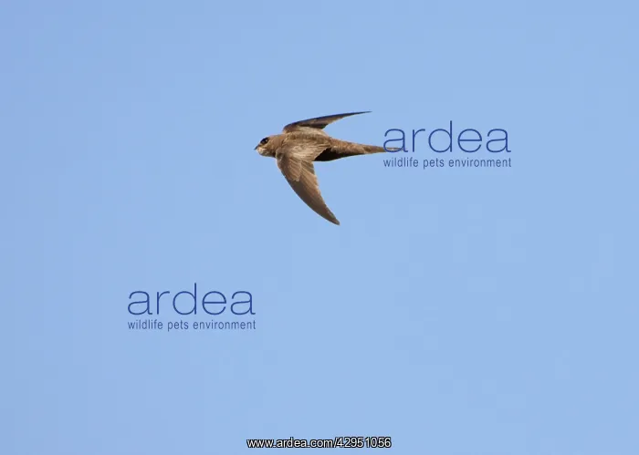 : Pallid Swift - in flight : Pallid Swift - in flight