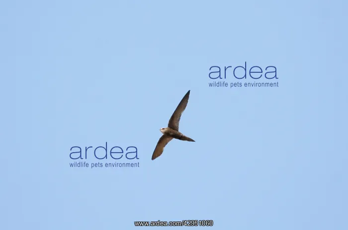 : Pallid Swift - in flight : Pallid Swift - in flight
