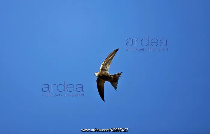 : Pallid Swift - in flight : Pallid Swift - in flight