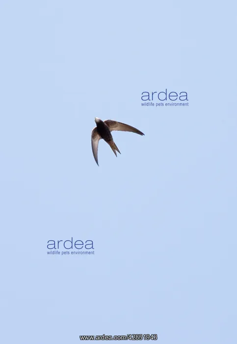 : Pallid Swift - in flight, in the Great Caucasus : Pallid Swift - in flight, in the Great Caucasus
