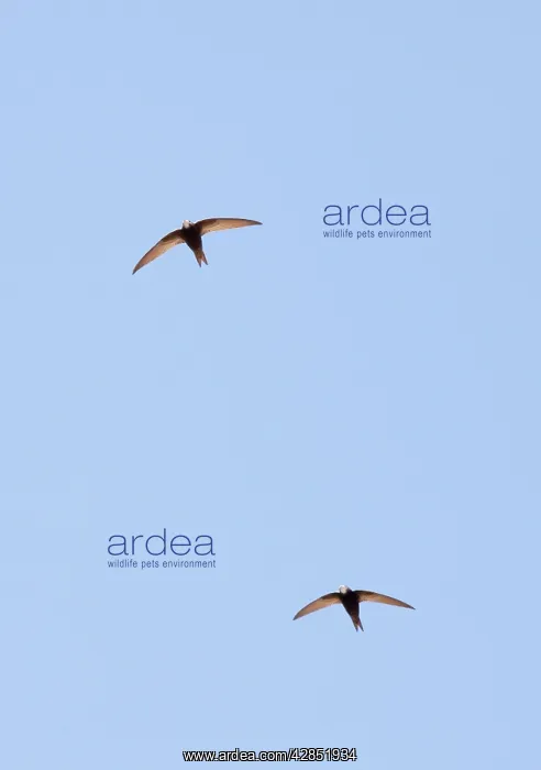 : Pallid Swifts - in flight, in the Great Caucasus : Pallid Swifts - in flight, in the Great Caucasus