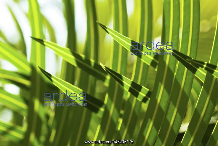 : Palm : Palm