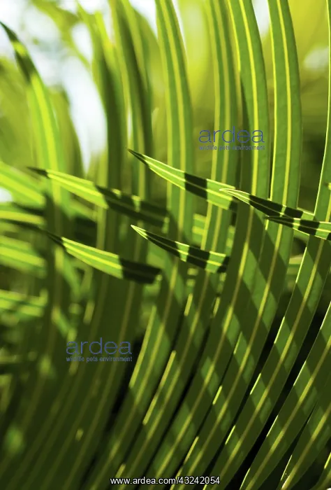 : Palm : Palm