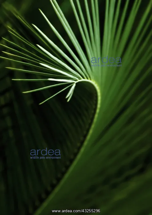 : Palm : Palm