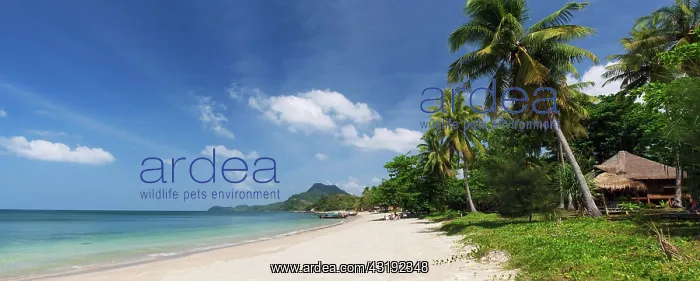 : Palm beach, Golden Pearl Beach, Ko Jum or Koh Pu : Palm beach, Golden Pearl Beach, Ko Jum or Koh Pu