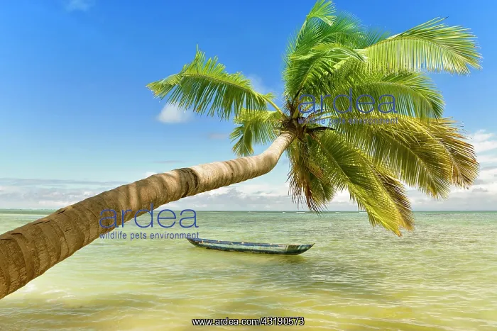 : Palm on beach, Indian Ocean, island of Nosy Nato : Palm on beach, Indian Ocean, island of Nosy Nato