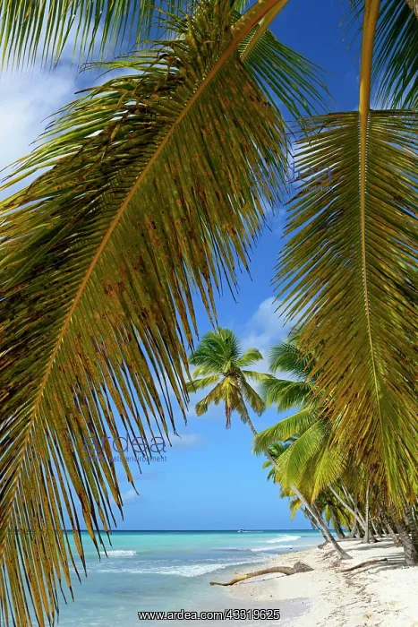 : Palm Beach, Isla Saona Island, Parque Nacional del : Palm Beach, Isla Saona Island, Parque Nacional del