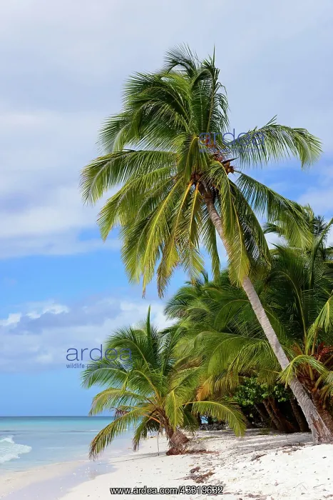 : Palm Beach, Isla Saona Island, Parque Nacional del : Palm Beach, Isla Saona Island, Parque Nacional del