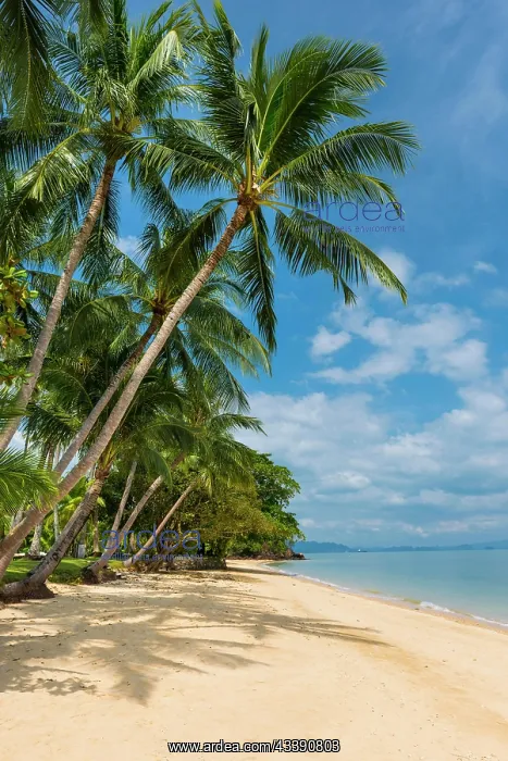 : Palm beach on Koh Yao Noi, beach holiday, beach : Palm beach on Koh Yao Noi, beach holiday, beach