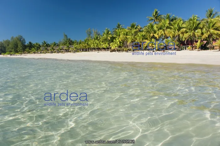 : Palm beach, Ngapali Beach, Thandwe, Rakhine Coast : Palm beach, Ngapali Beach, Thandwe, Rakhine Coast