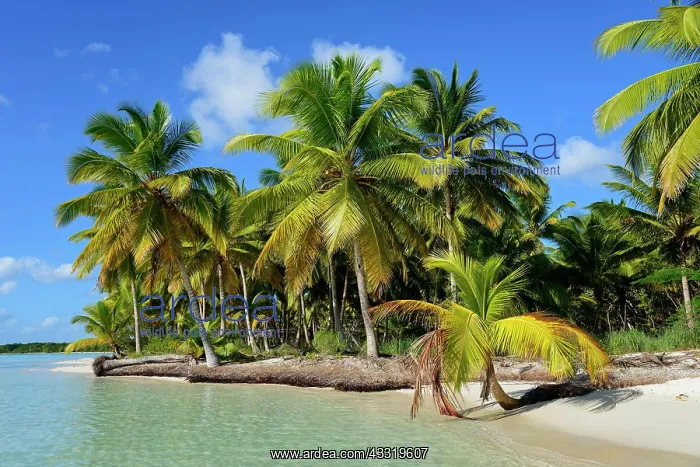 : Palm Beach, Parque Nacional del Este, Dominican : Palm Beach, Parque Nacional del Este, Dominican