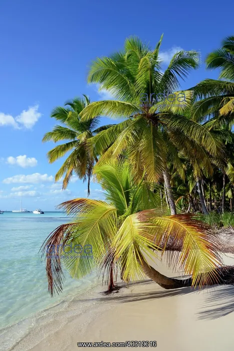 : Palm Beach, Parque Nacional del Este, Dominican : Palm Beach, Parque Nacional del Este, Dominican