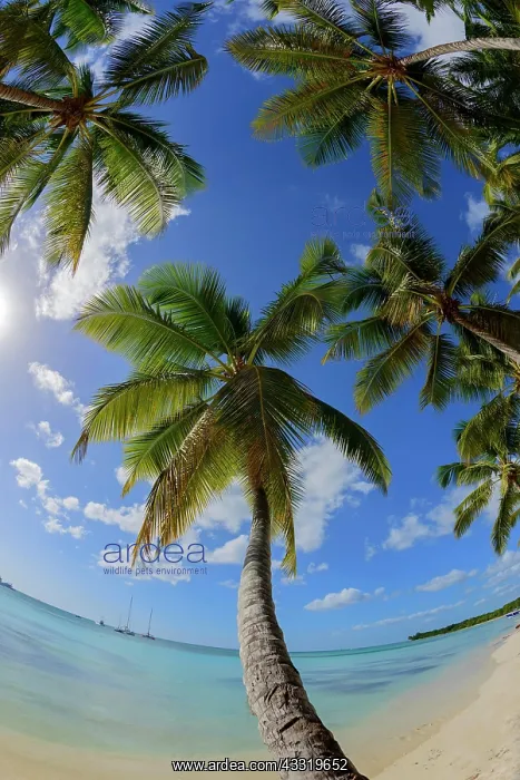  : Palm Beach, Parque Nacional del Este, Dominican