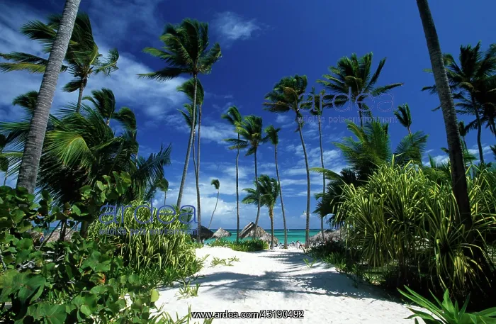 : Palm beach Playa Bavaro, Punta Cana, Dominican Republic : Palm beach Playa Bavaro, Punta Cana, Dominican Republic