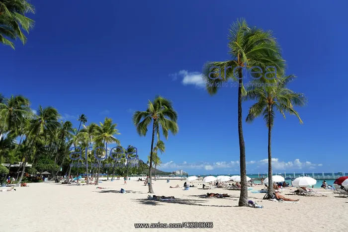 : Palm beach, Waikiki, Honolulu, O'ahu, Hawai'i : Palm beach, Waikiki, Honolulu, O'ahu, Hawai'i