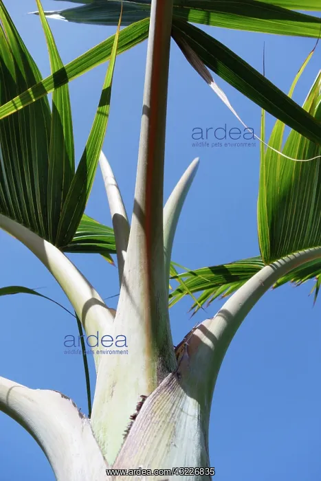 : Palm, Bottle palm, Hyophorbe lagenicaulis : Palm, Bottle palm, Hyophorbe lagenicaulis