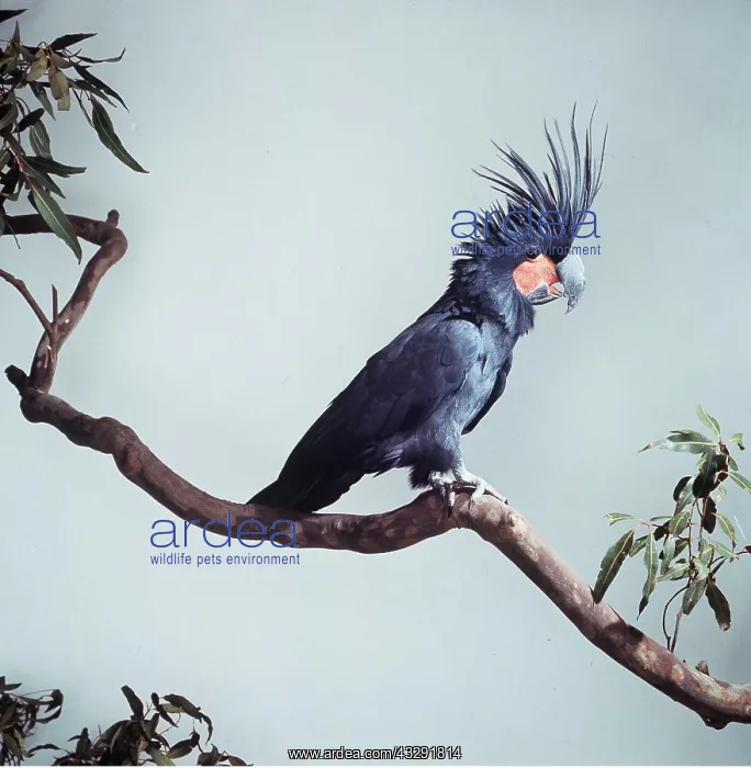 : PALM COCKATOO : PALM COCKATOO