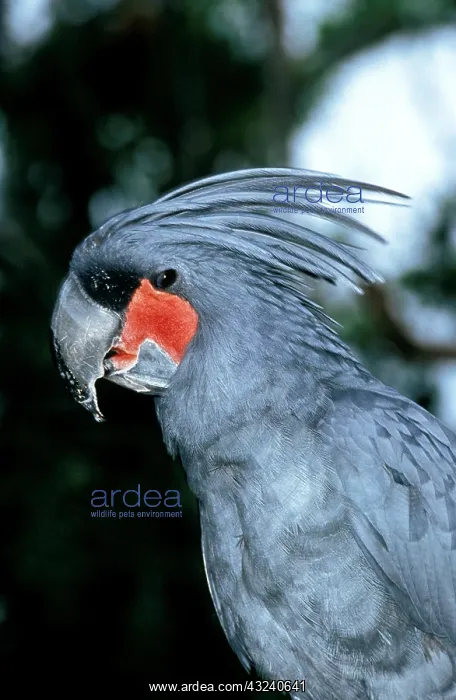 : Palm Cockatoo (probosciger aterrimus), Adult with : Palm Cockatoo (probosciger aterrimus), Adult with