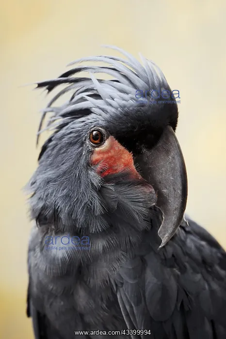 : Palm cockatoo (Probosciger aterrimus), portrait : Palm cockatoo (Probosciger aterrimus), portrait